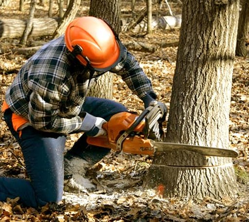 Tree Removal in Cambridgeport, VT